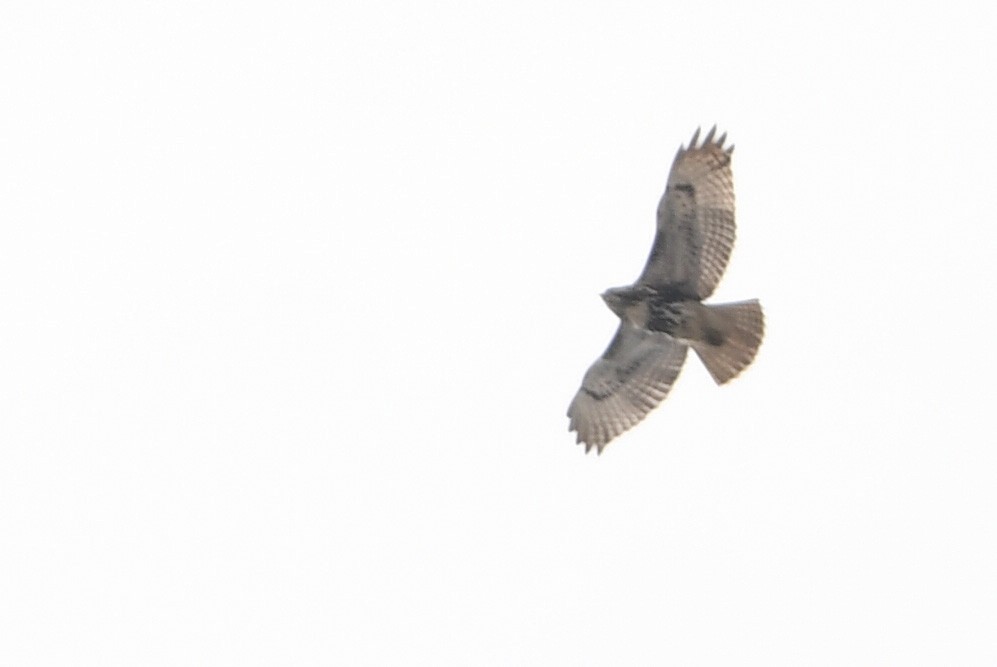 Red-tailed Hawk - ML425143161