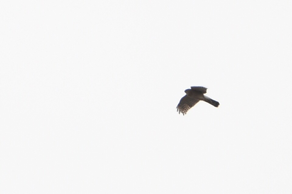 Sharp-shinned Hawk - ML425143301