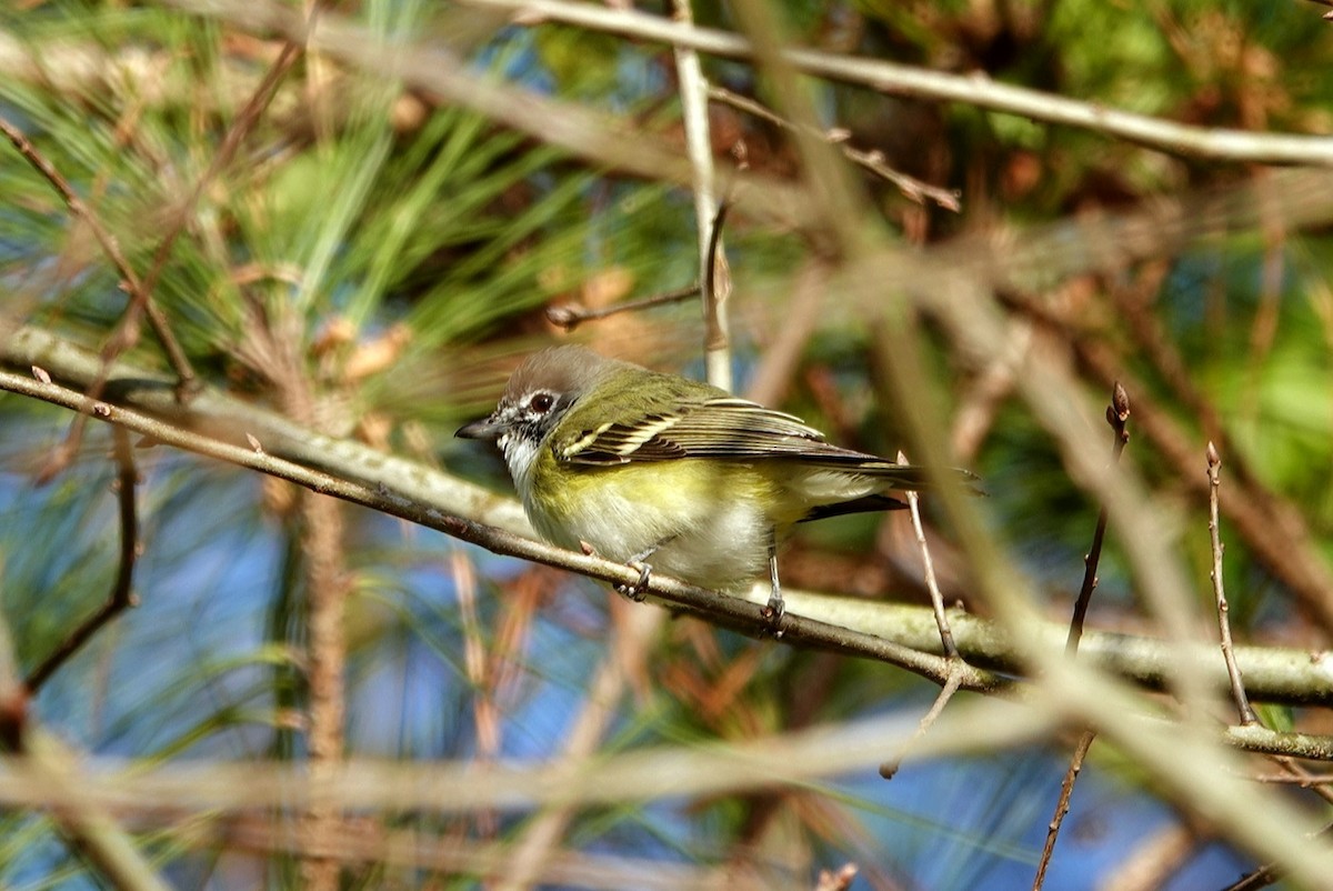 Graukopfvireo - ML425143351