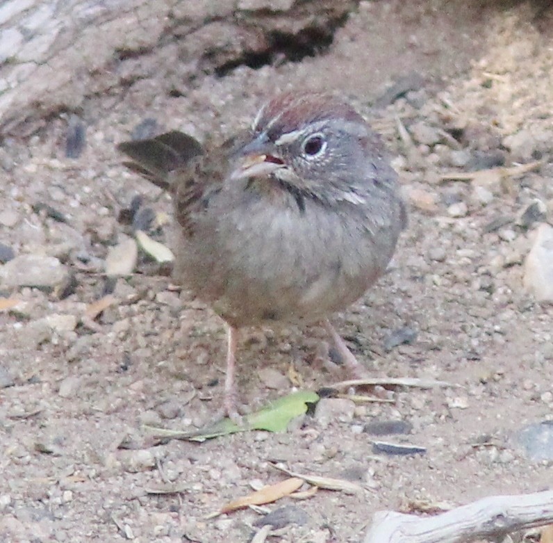 Rufous-crowned Sparrow - ML425143361