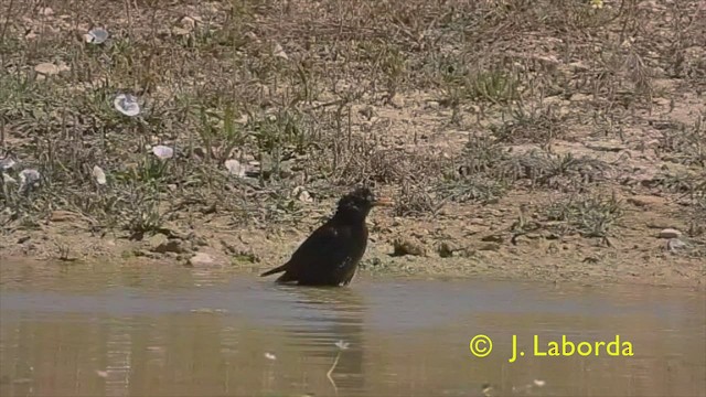 Spotless Starling - ML425144121