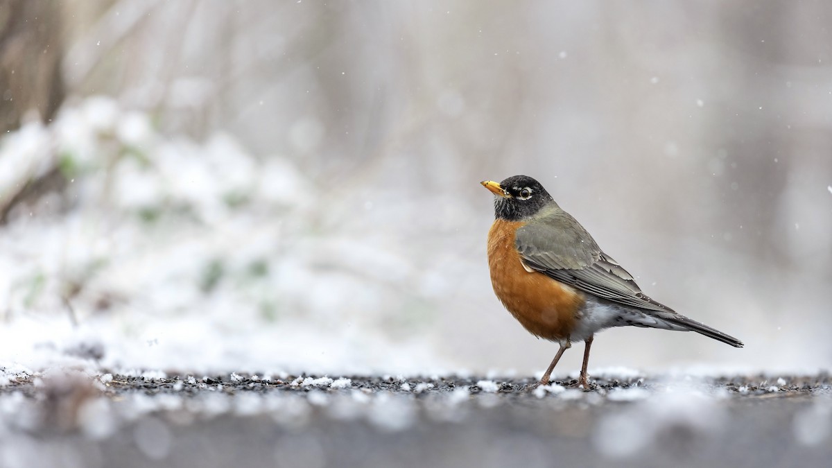 American Robin - Matt Felperin