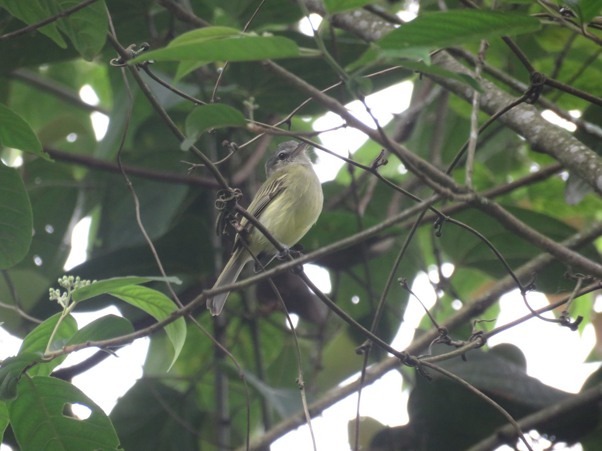 Yellow-olive Flatbill (asemus) - ML425145601