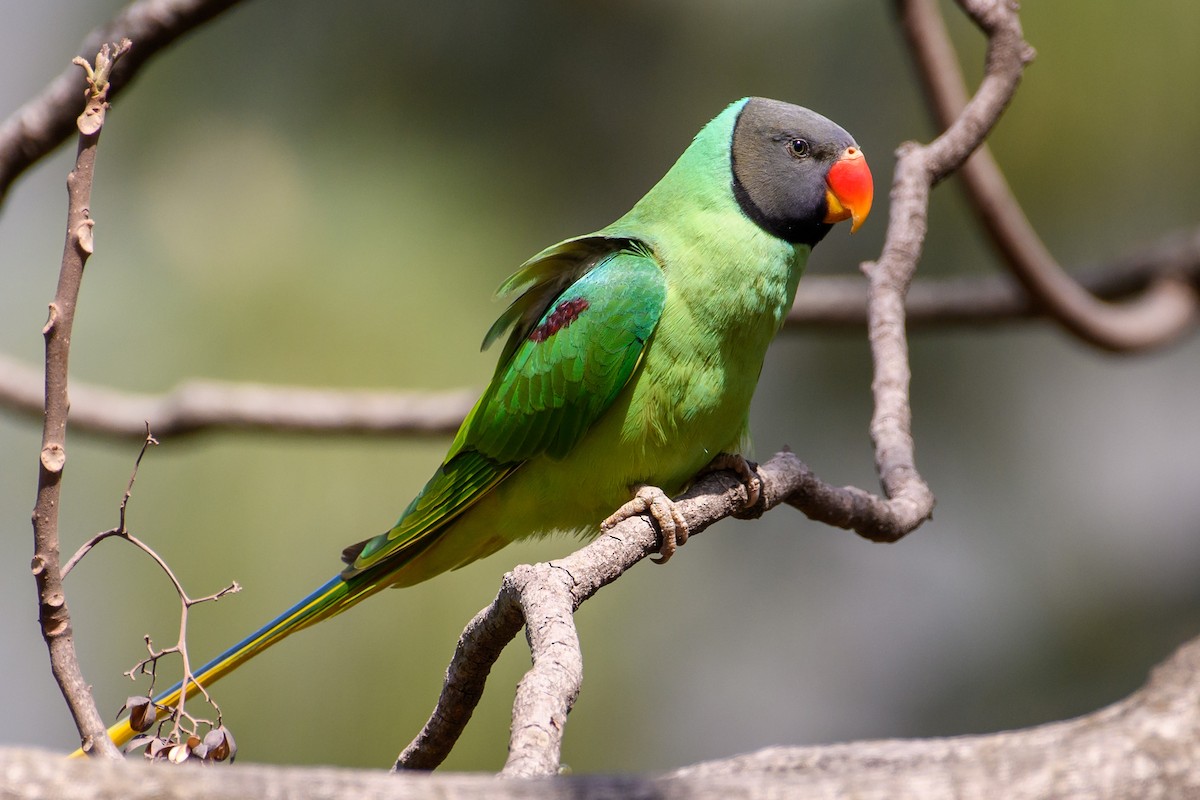 Slaty-headed Parakeet - Cyril Duran