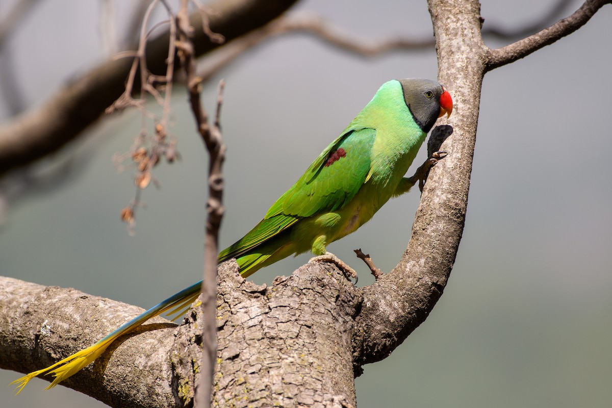Himalaya Yeşil Papağanı - ML425147501