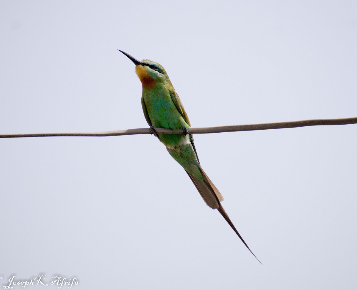 Blue-cheeked Bee-eater - JOSEPH KWASI AFRIFA