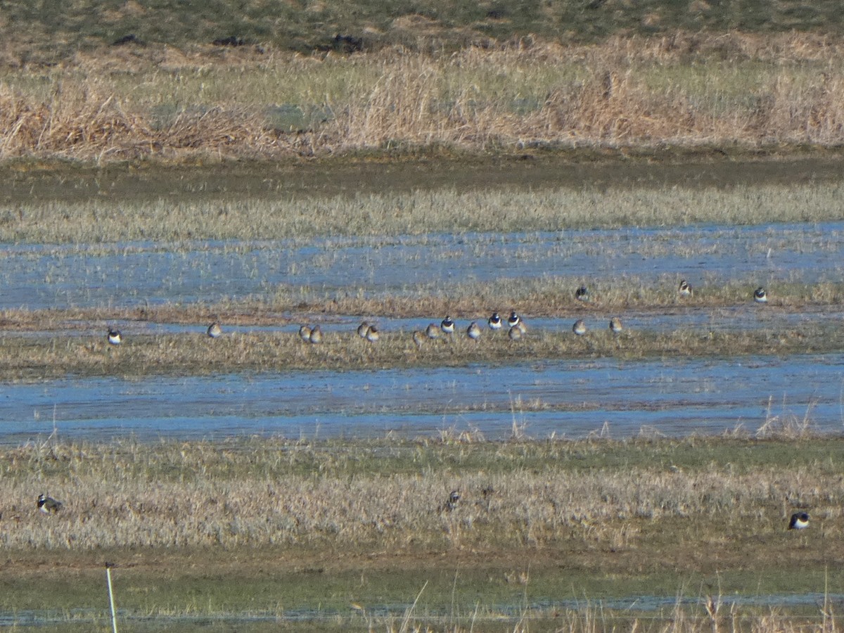 European Golden-Plover - Frederik Albrecht