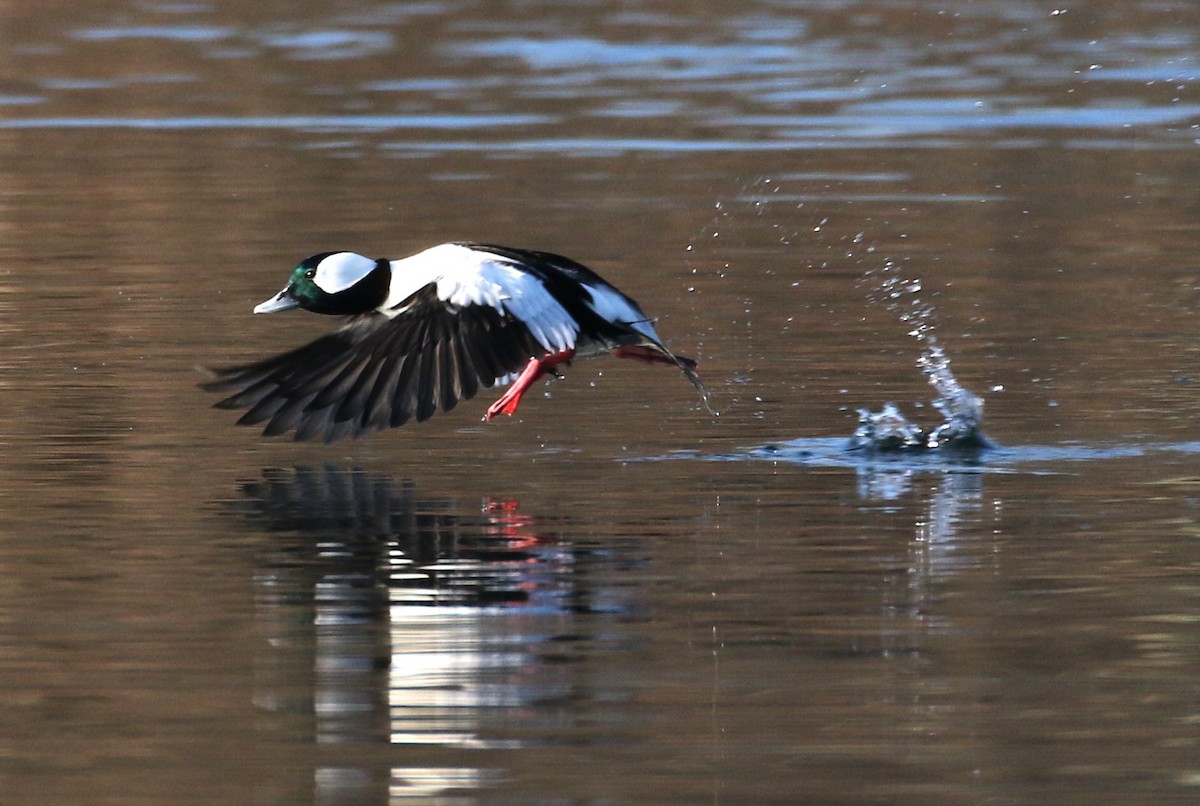 Bufflehead - ML425149251