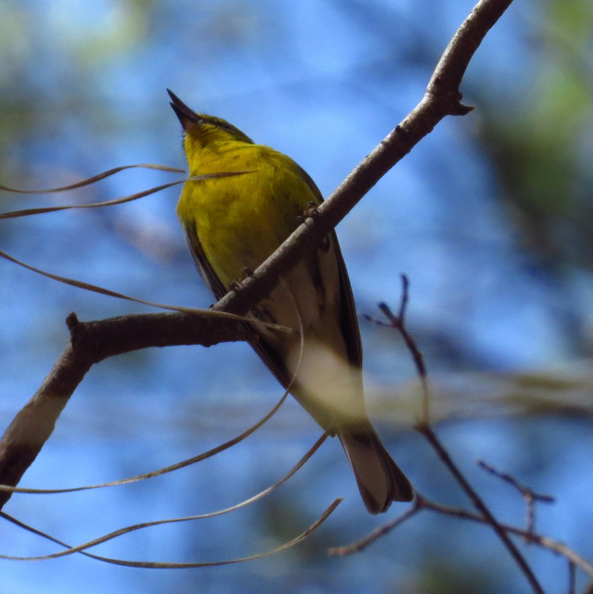 Pine Warbler - ML425149491