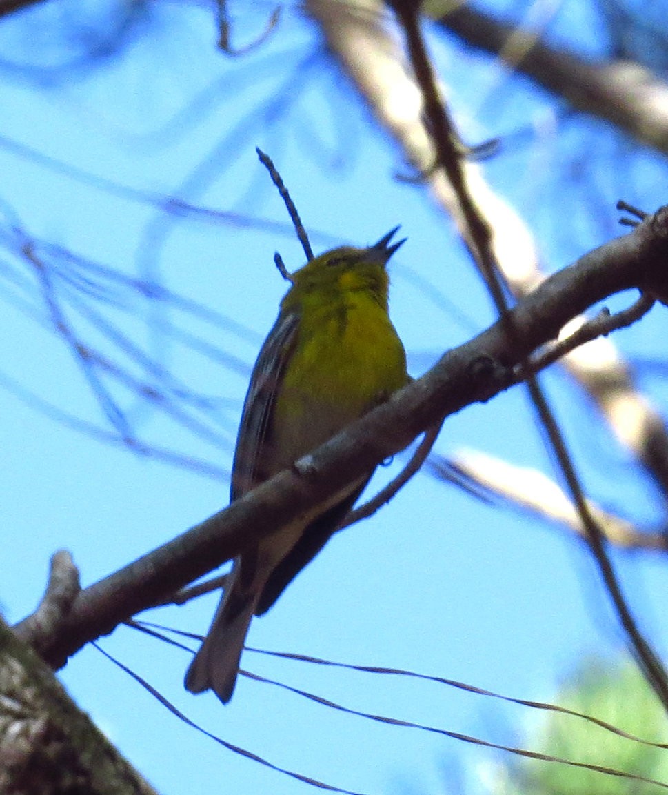 Pine Warbler - Allen Gathman