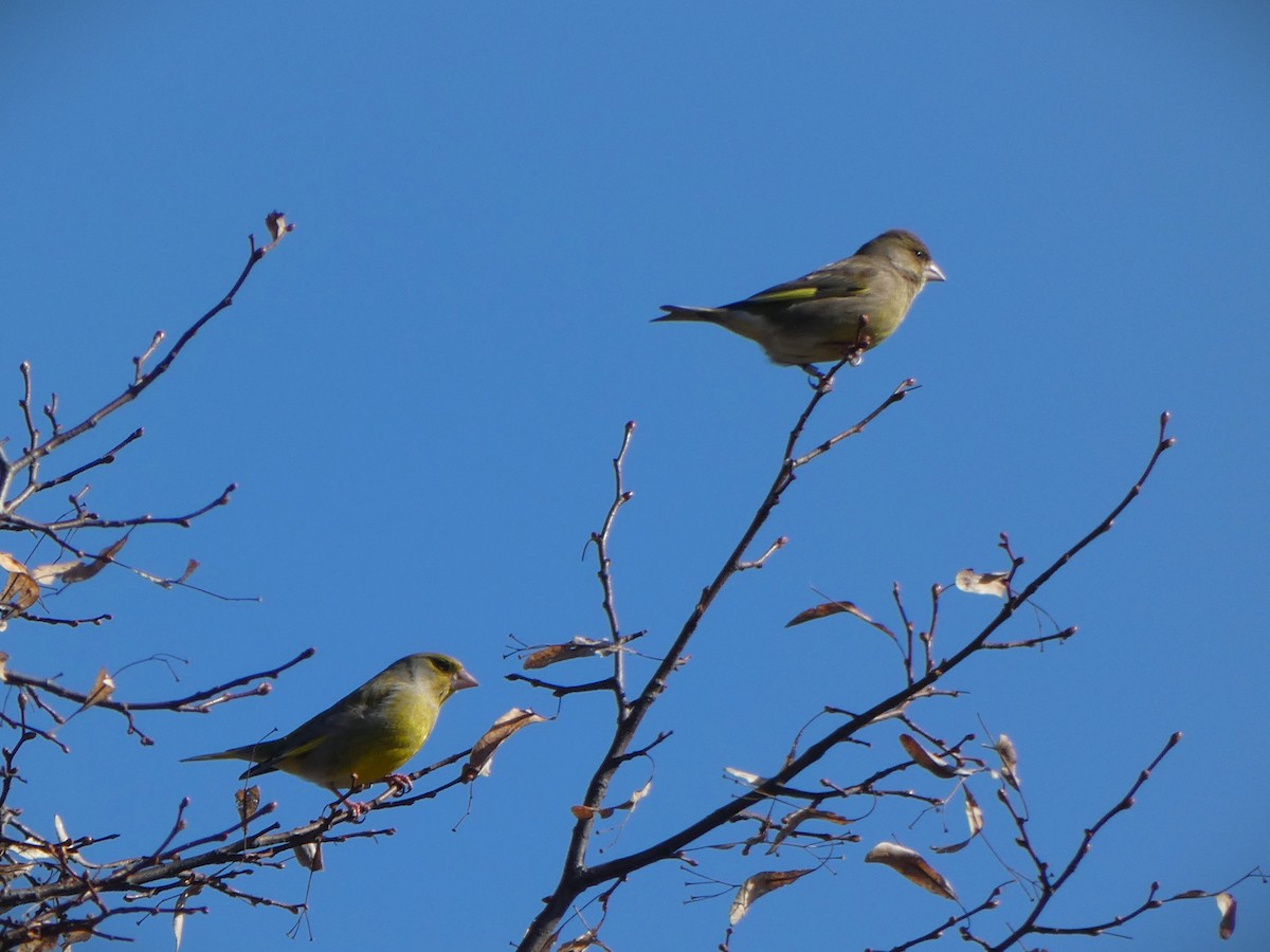 European Greenfinch - ML425150221