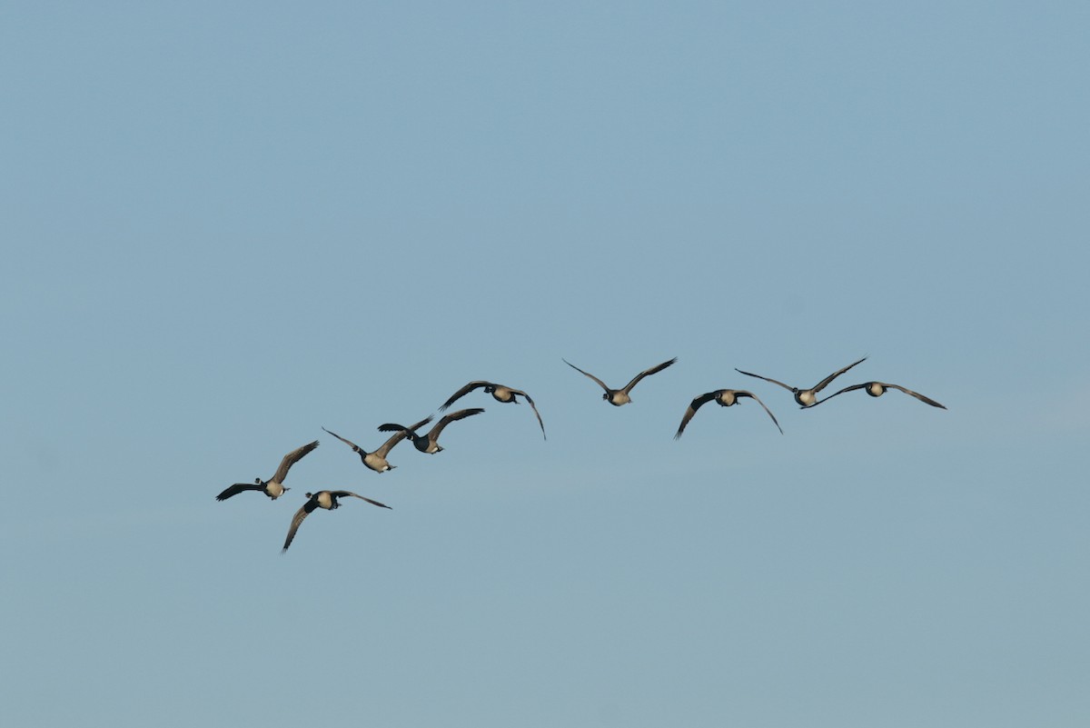 Canada Goose - ML425150931