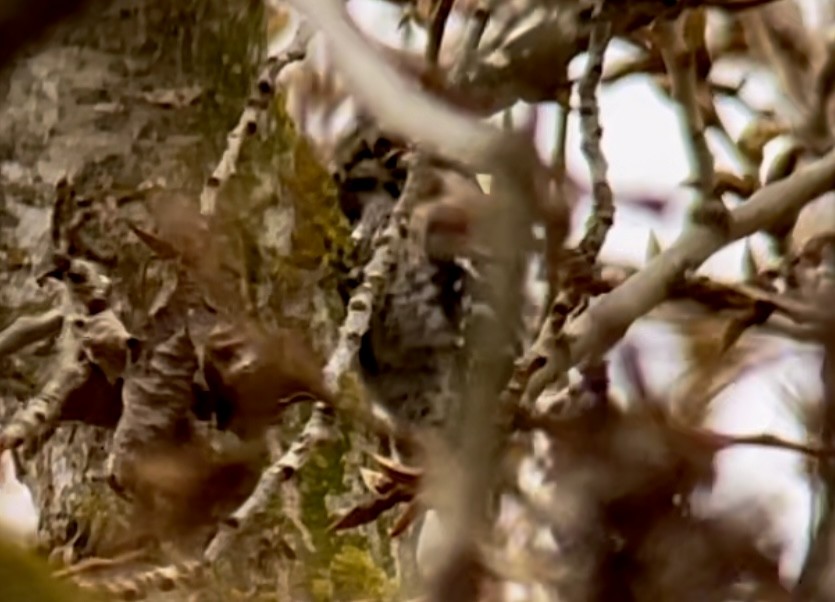Lesser Spotted Woodpecker - ML425151461