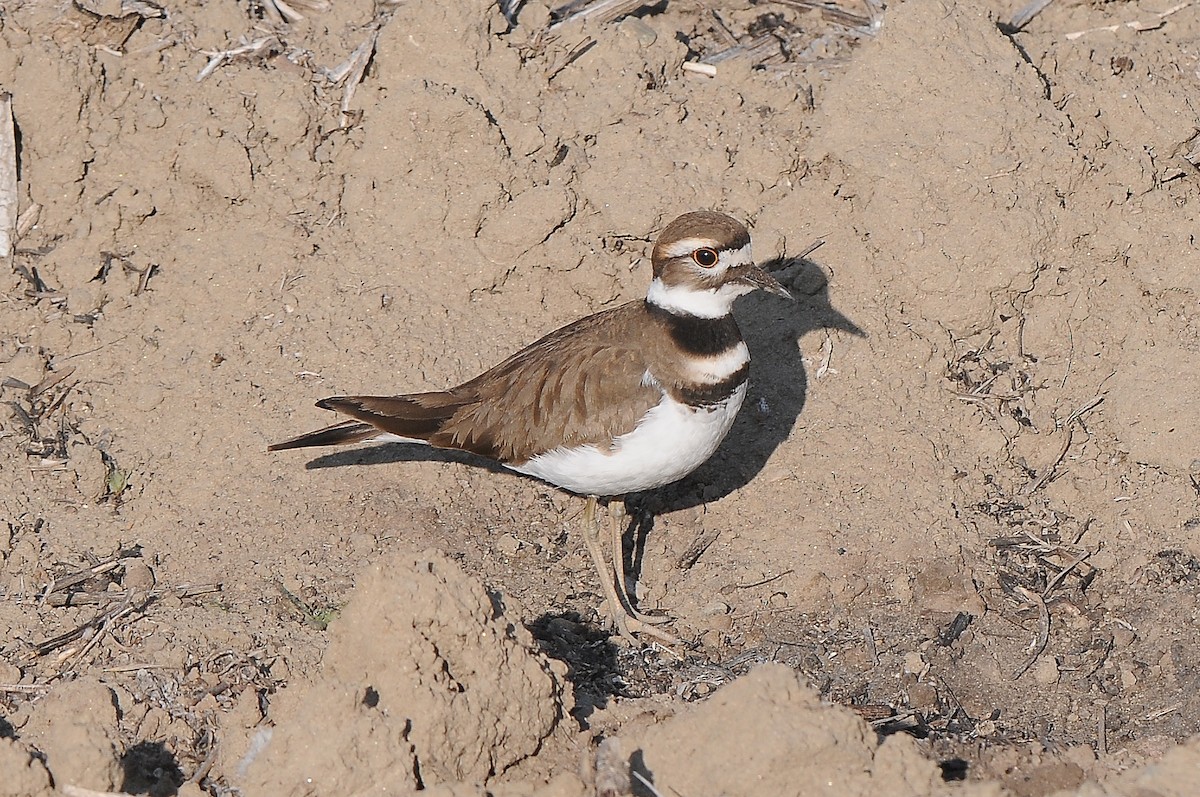 Killdeer - Cory Gregory