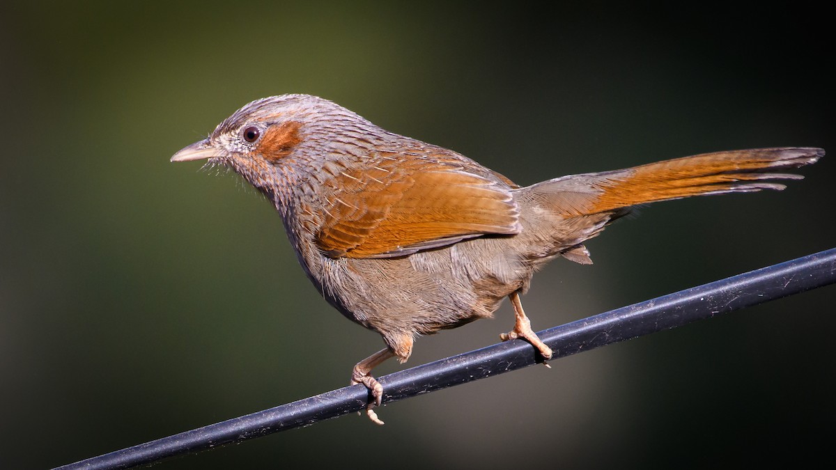 Streaked Laughingthrush - ML425154581