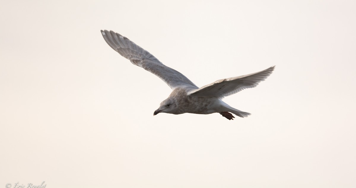 Glaucous-winged Gull - Eric Francois Roualet