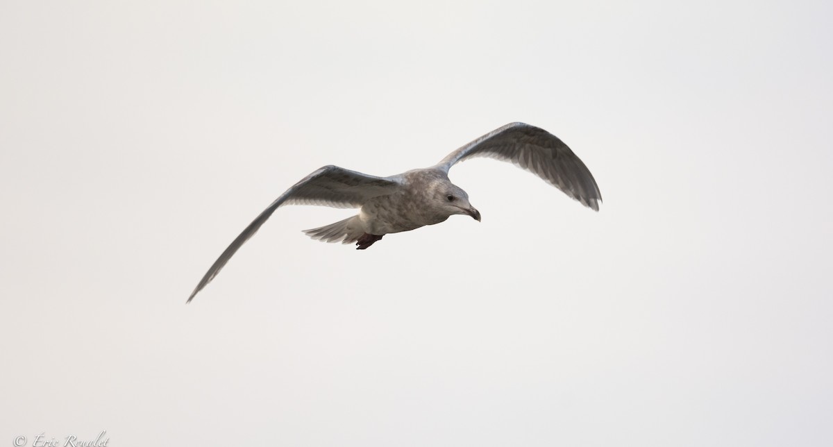 Glaucous-winged Gull - Eric Francois Roualet