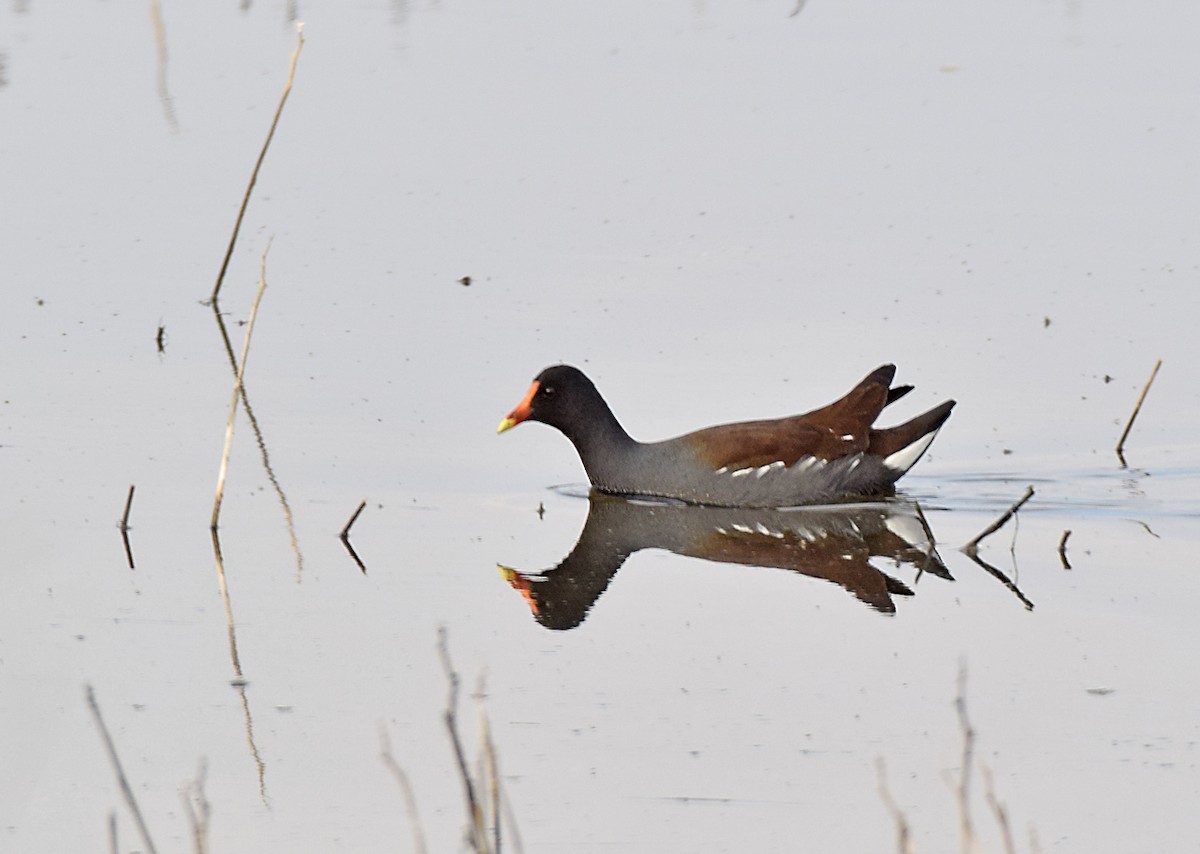 Common Gallinule - Kathy DeFay