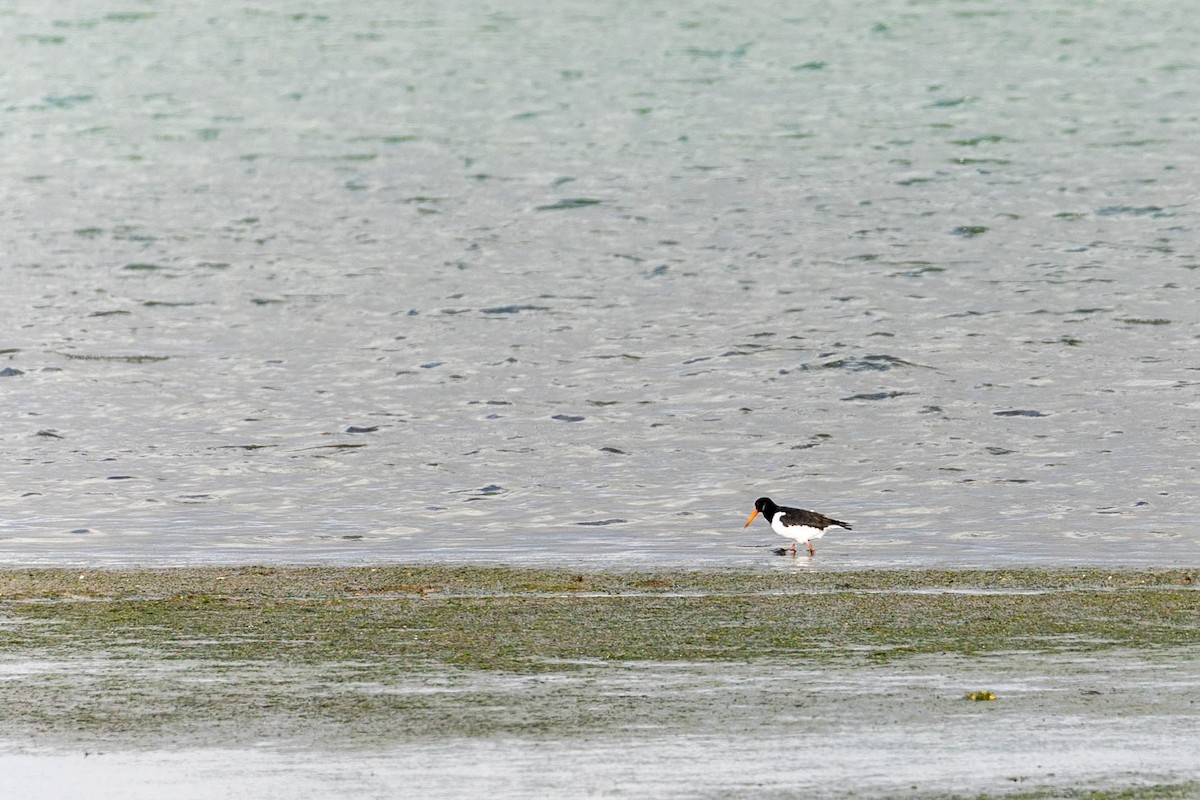 Eurasian Oystercatcher - ML425158041