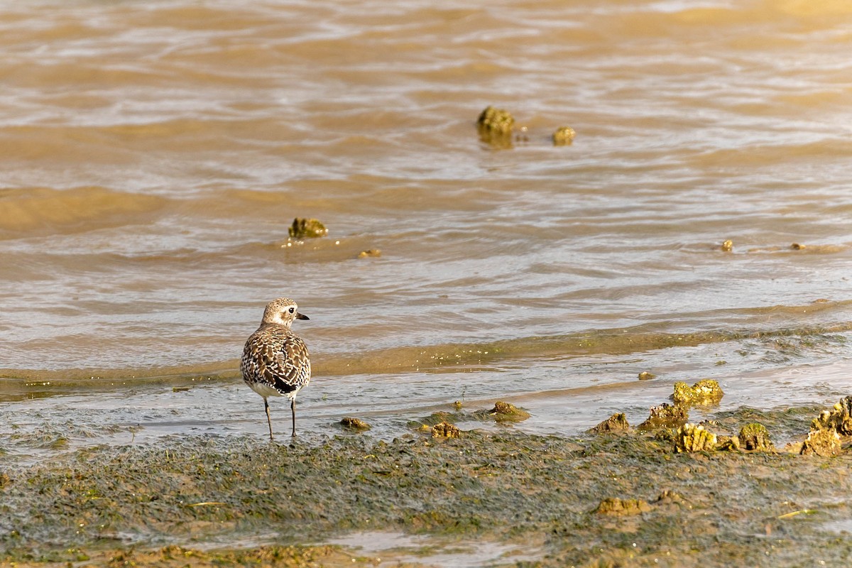 Black-bellied Plover - ML425158071