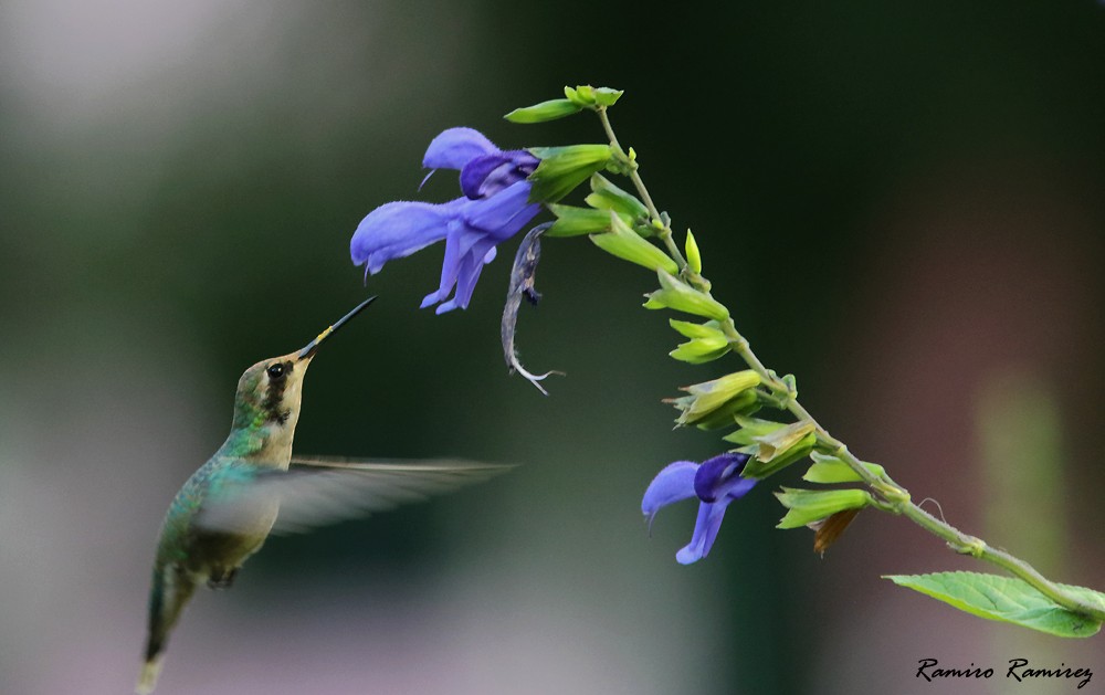 Glittering-bellied Emerald - ML425158831