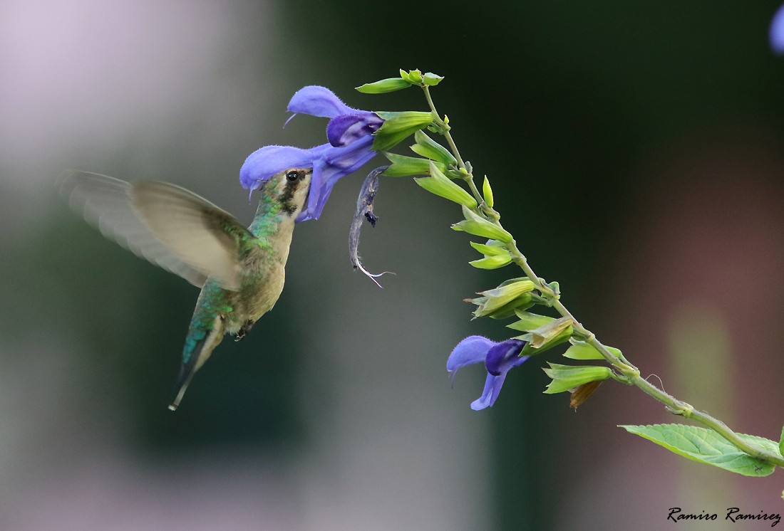 Glittering-bellied Emerald - ML425158841