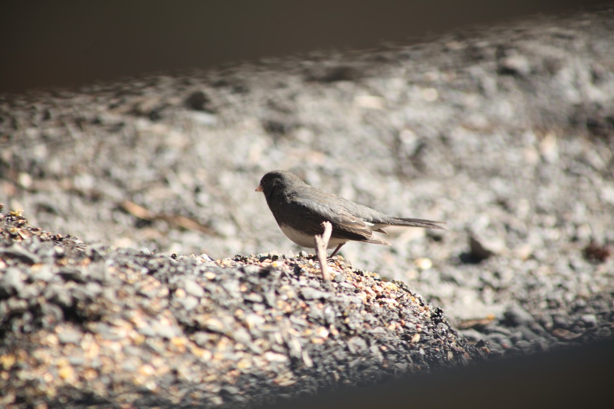 Dark-eyed Junco - ML425159821