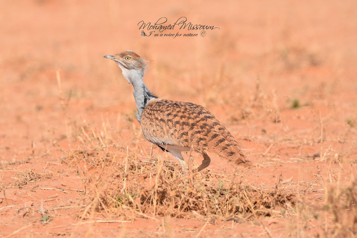 African Houbara - ML425160461