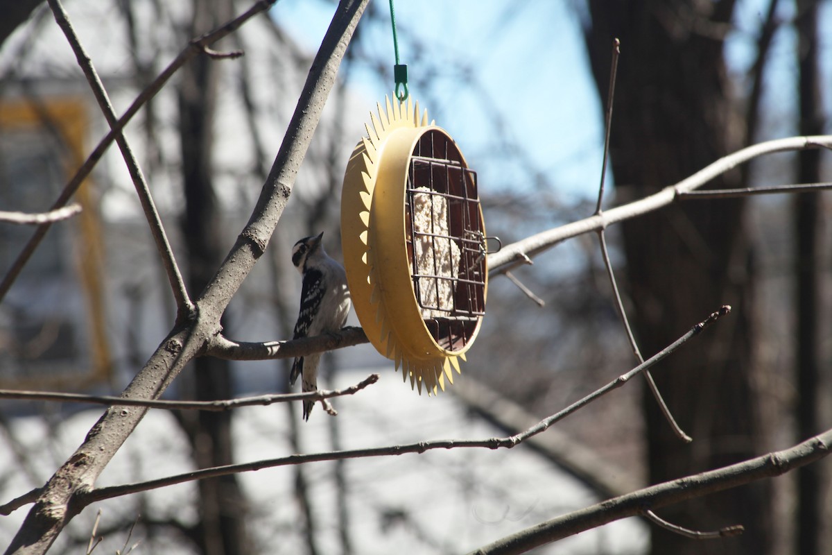 Downy Woodpecker - ML425162541