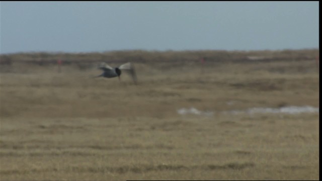 Arctic Tern - ML425163