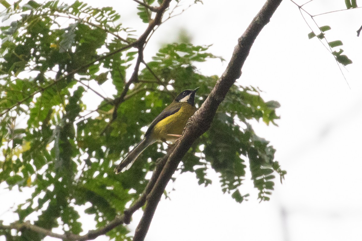 Black-throated Apalis - Michael Ortner