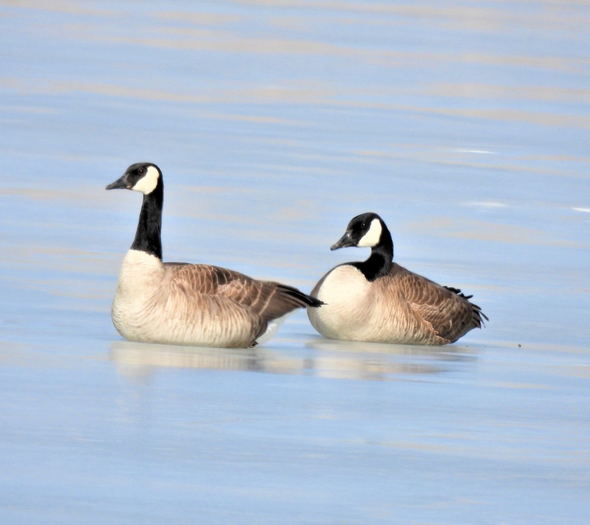 Canada Goose - ML425163691