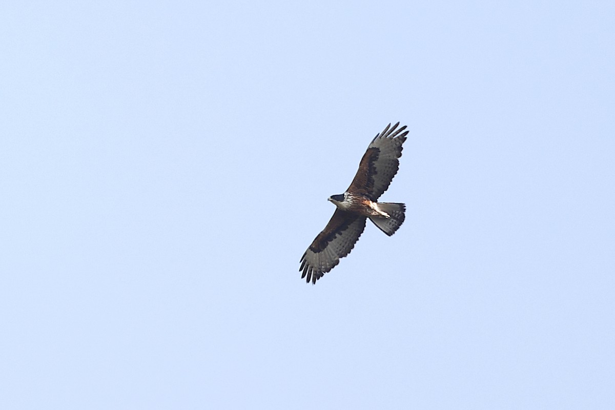 Rufous-bellied Eagle - Novelkumar M S