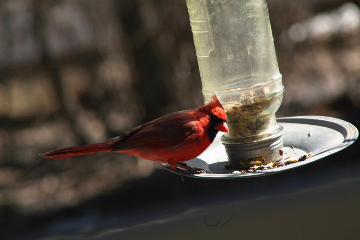 Northern Cardinal - ML425164771