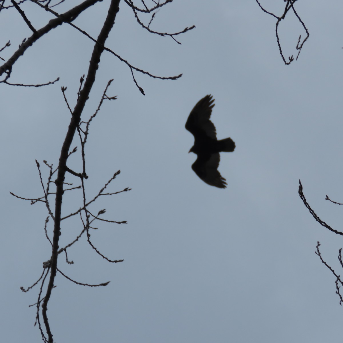 Turkey Vulture - Tyler L. Hoar