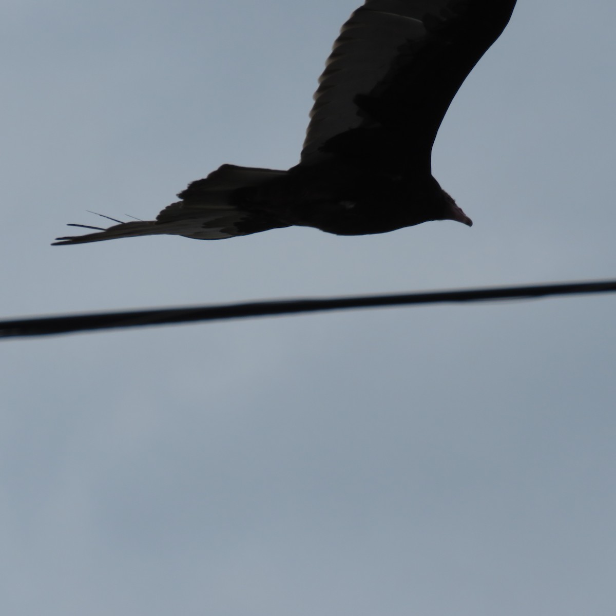 Turkey Vulture - ML42516691