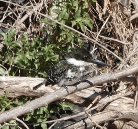 Green Kingfisher - ML425167501