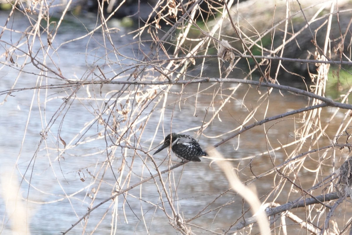 Green Kingfisher - ML425167521
