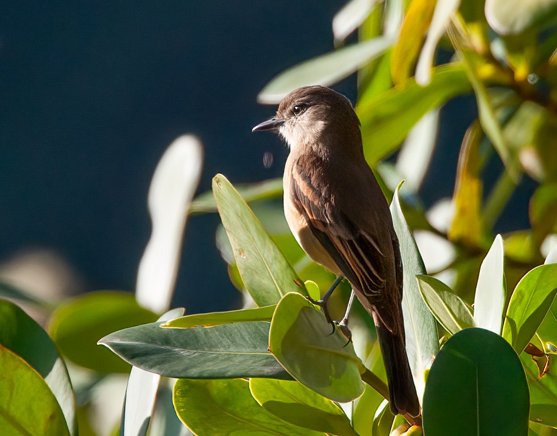 Rufous-bellied Bush-Tyrant - Chris Jones