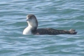 Common Loon - ML425168241