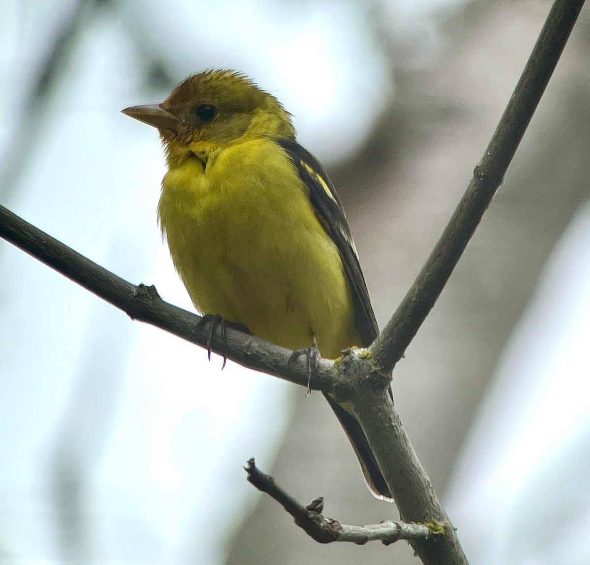 Western Tanager - ML425173181
