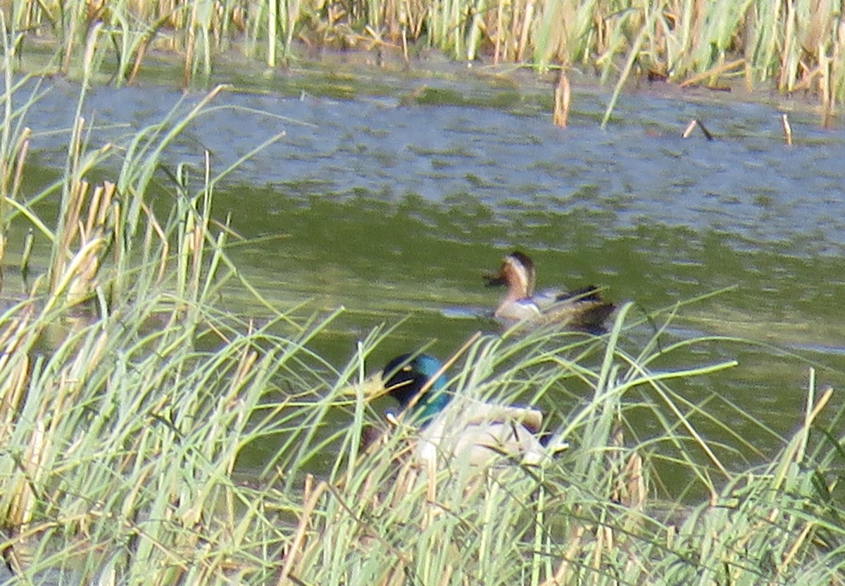 Garganey - ML425173401