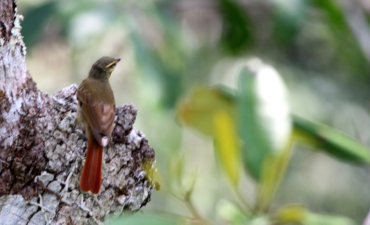 Rufous-tailed Foliage-gleaner - ML42517341