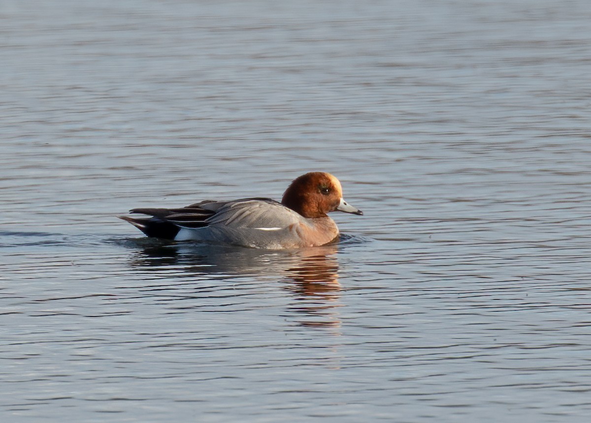 Eurasian Wigeon - ML425173461