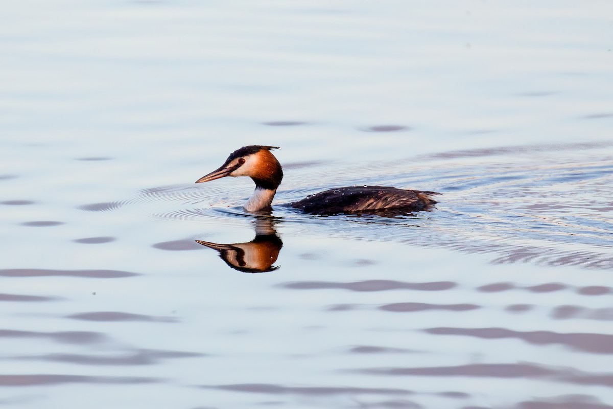 Great Crested Grebe - ML425173501