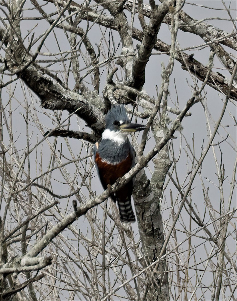 Ringed Kingfisher - ML425174031