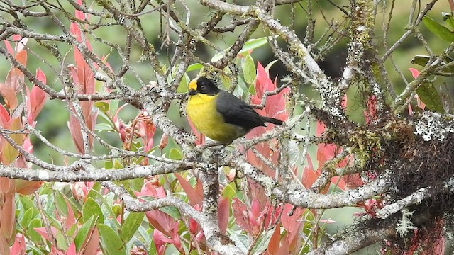 Atlapetes Nuquipálido - ML425174151