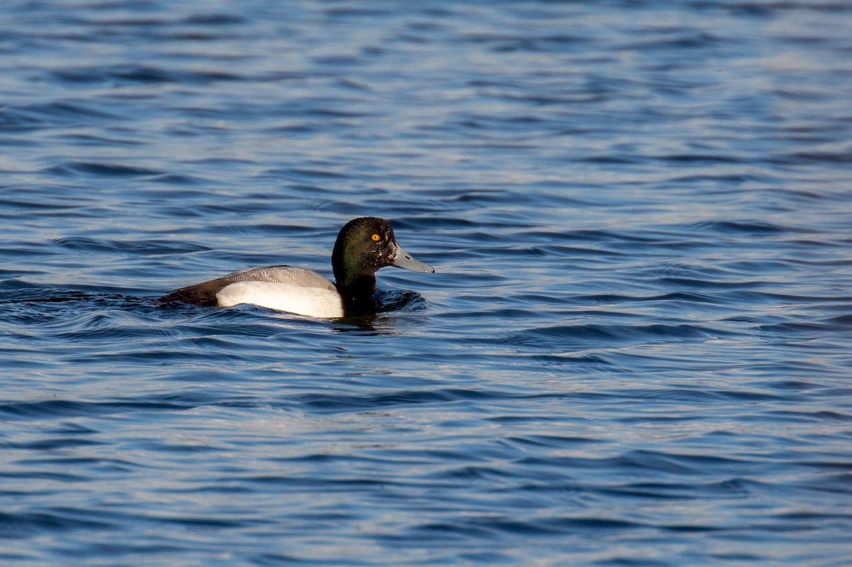 Greater Scaup - ML425174671