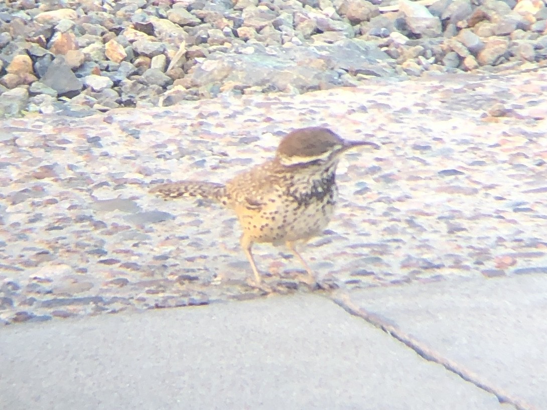 Cactus Wren - ML425174821