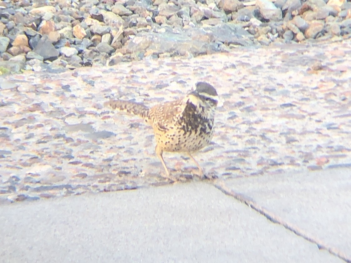 Cactus Wren - ML425174831